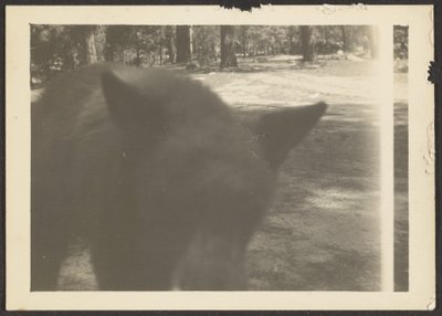  by Louis Fleckenstein
