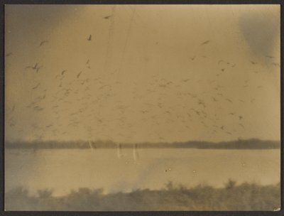 [Kuşlarla Manzara] by Louis Fleckenstein