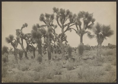  by Louis Fleckenstein