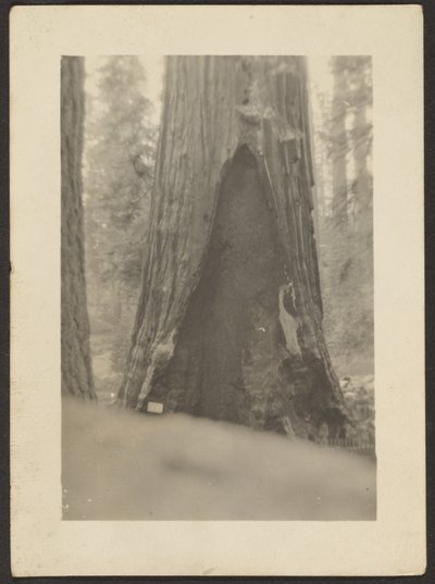  by Louis Fleckenstein