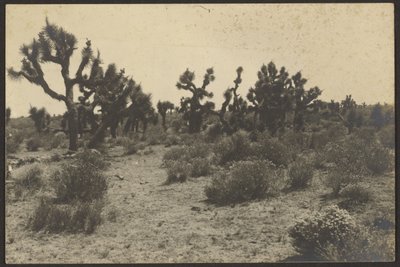  by Louis Fleckenstein