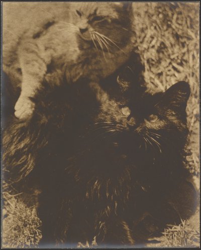 [İki Kedi] by Louis Fleckenstein