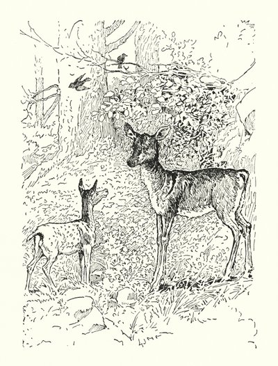  by Louis John Rhead