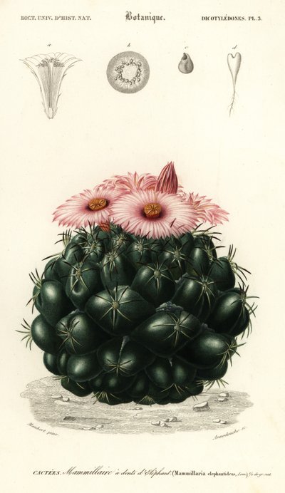 Arı kovanı kaktüsü, Coryphantha filidens., 1849 (gravür) by Louis Joseph Edouard Maubert
