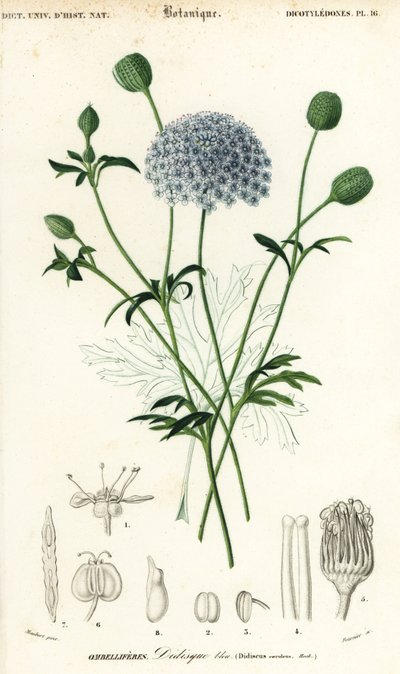 Mavi dantel çiçeği, Trachymene coerulea. ,1849 (gravür) by Louis Joseph Edouard Maubert