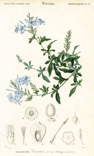 Cape leadwort, Plumbago auriculata, 1849 (gravür) by Louis Joseph Edouard Maubert