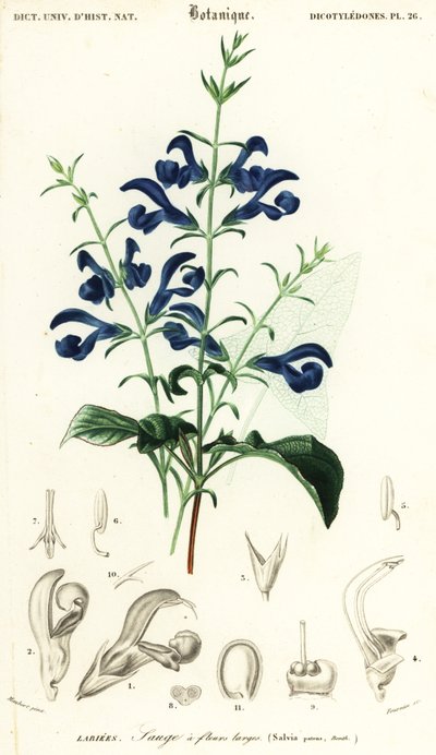 Gentian adaçayı veya yayılan adaçayı, Salvia patens., 1849 (gravür) by Louis Joseph Edouard Maubert