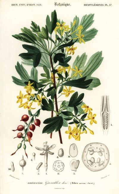 Altın kuş üzümü, altın Ribes. ,1849 (gravür) by Louis Joseph Edouard Maubert