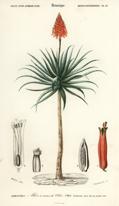 Krantz aloe, Aloe arborescens., 1849 (gravür) by Louis Joseph Edouard Maubert