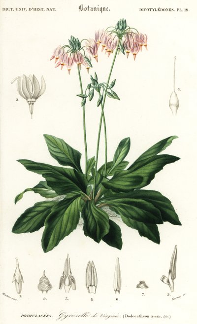 Kayan yıldız veya doğu kayan yıldız, Dodecateon mediadia. ,1849 (gravür) by Louis Joseph Edouard Maubert