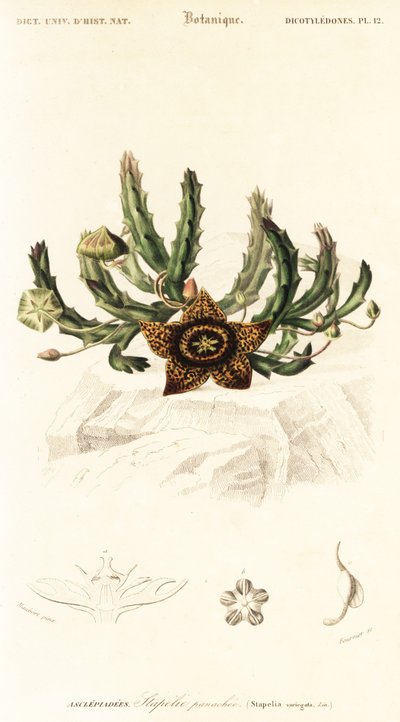 Yıldız çiçeği, Orbea variegata.,1849 (gravür) by Louis Joseph Edouard Maubert