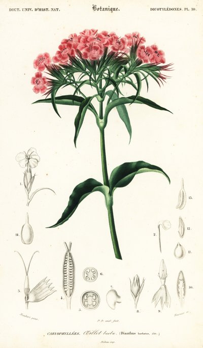 Tatlı William, Dianthus barbatus., 1849 (gravür) by Louis Joseph Edouard Maubert
