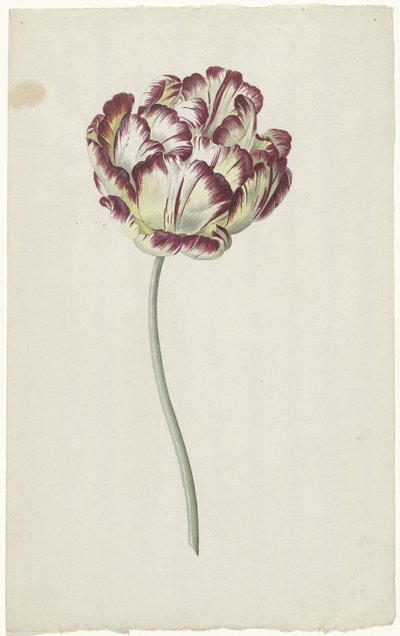 Lale by Louis Moritz