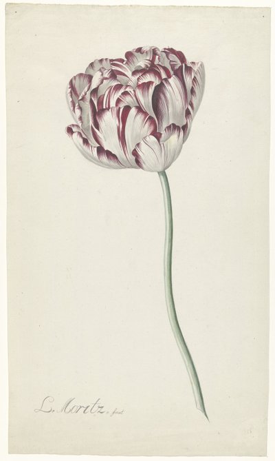 Lale by Louis Moritz