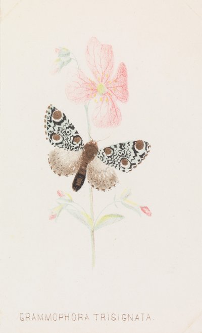 Grammofora Trisignata, 1862.. by Louis Prang