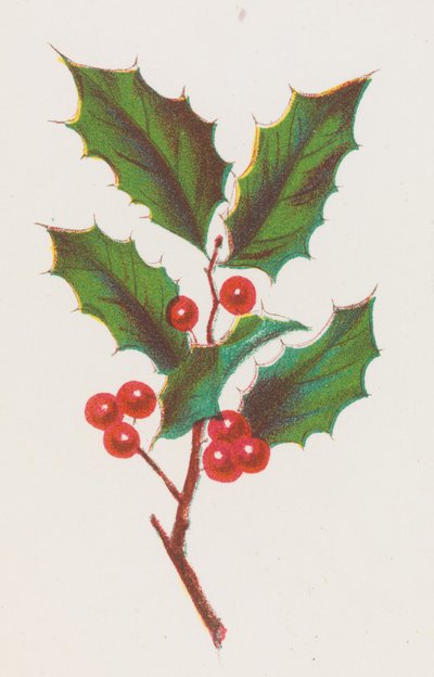 Holly, 1862. by Louis Prang