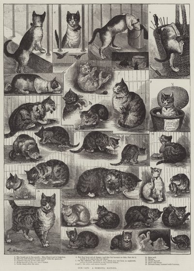 Kedilerimiz, Yerli Bir Tarih by Louis Wain