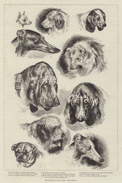 Kennel Club Köpek Gösterisi by Louis Wain