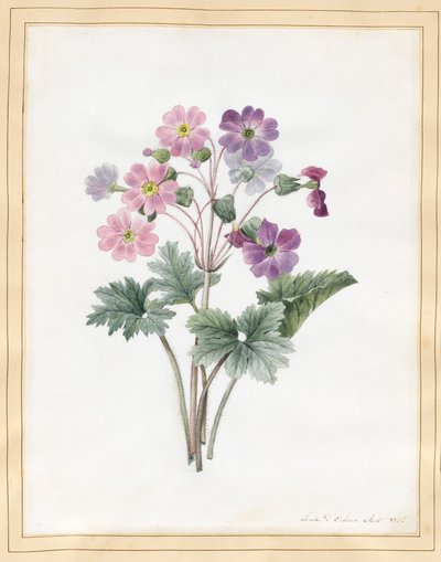 Hibrit Auricula (parşömen üzerinde wc) by Louise DOrleans