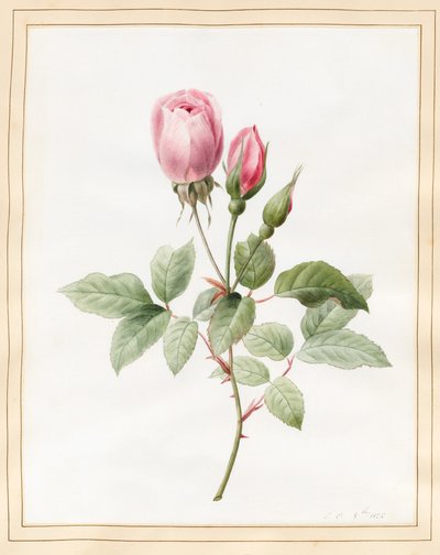 Pembe Gül ve Tomurcuklar, 1826 (parşömen üzerine biraz gövde rengi ile wc) by Louise DOrleans