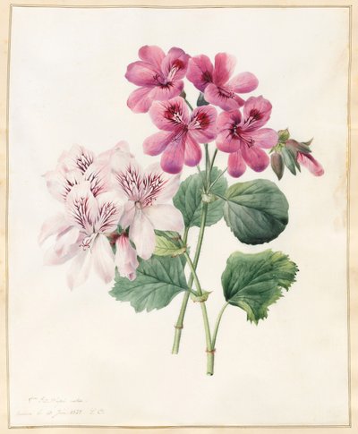 ಎರಡು ಹೈಬ್ರಿಡ್ 