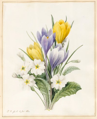 Beyaz Primroses ve Early Hybrid Crocuses, 1830 (parşömen üzerine biraz gövde rengi ile wc) by Louise DOrleans