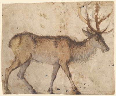 Bir Geyik Etüdü (rekto), c.1520-30 (beyaz guajla güçlendirilmiş kahverengi astarlı fırça) by Lucas the Elder Cranach