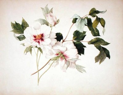 Paeonia suffruticosa by Lucy Cust