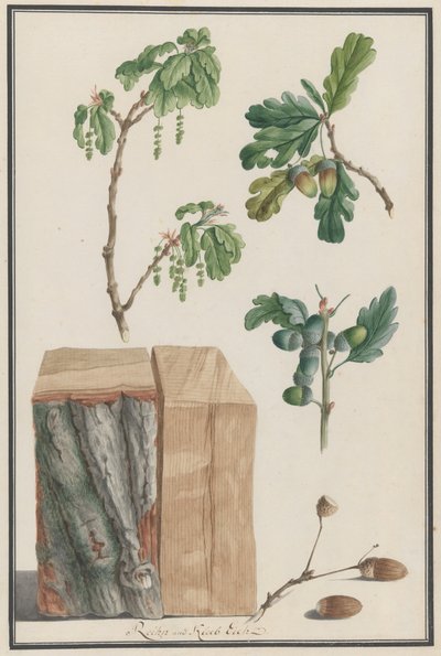 Bir İngiliz meşesi Quercus robur
