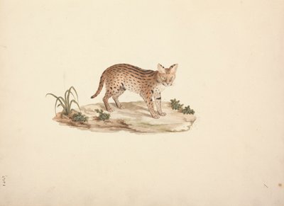 Afrika Yaban Kedisi veya Serval by Luigi Balugani