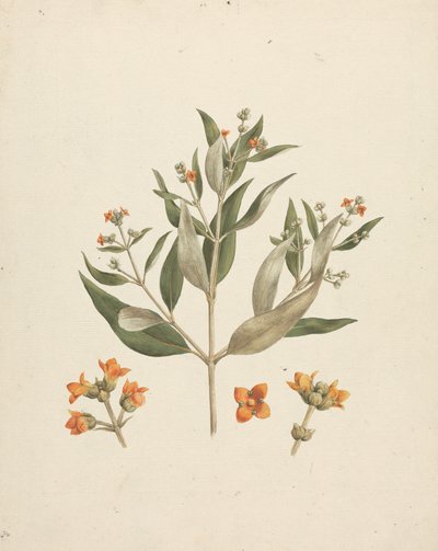 Avicennia marina (Forssk.) Vierh. (Beyaz Mangrov): çiçek detayları ile çiçekli sürgünün çizimi tamamlandı by Luigi Balugani
