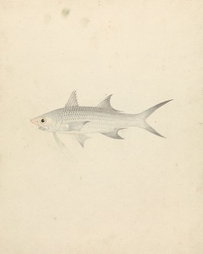 Binney: bir numara (bir balık) by Luigi Balugani