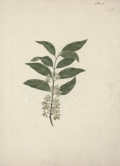 Catha mantarı Forssk. (Khath): çizimi bitirdi by Luigi Balugani