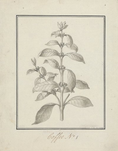 Coffea arabica L. (Arabica Kahvesi): yapraklı filiz ve yemişlerin bitmiş çizimi by Luigi Balugani