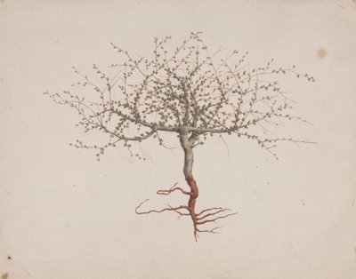 Commiphora gileadensis (L.) C. Chr. (Gilead Merhemi, Opobalsam): ağacın alışkanlığı varsa (köklerle birlikte) çizim tamamlandı by Luigi Balugani