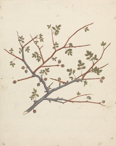 Commiphora gileadensis (L.) C. Chr. (Gilead Merhemi, Opobalsam): meyve veren dalın çizimi tamamlandı by Luigi Balugani