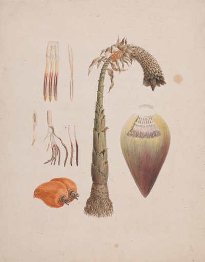 Ensete ventricosum (Welw.) Cheesman (Afrika Yabani Muzu): bitmiş çizim by Luigi Balugani