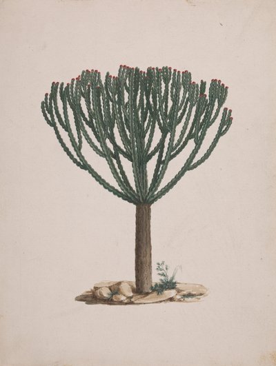 Euphorbia abyssinica JF Gmel. (Ethiopian Tree-Spurge): ağacın alışkanlığının çizimi tamamlandı by Luigi Balugani