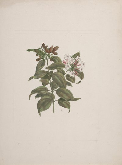 Jasminum dichotomun Vahl (Afrika yasemini): bitmiş çizim by Luigi Balugani