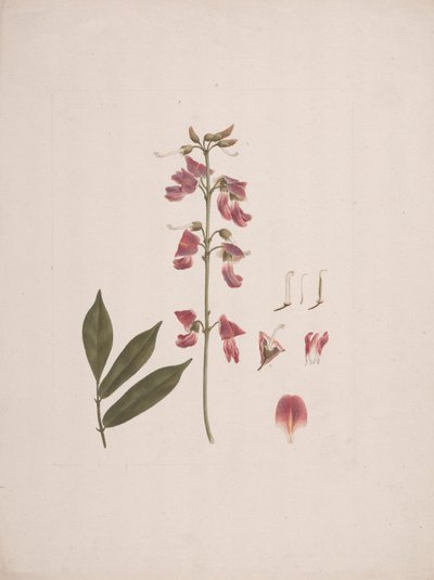 Millettia ferruginea (Hochst.) Baker: birkaç ayrıntı hariç tamamlanmış çizim by Luigi Balugani