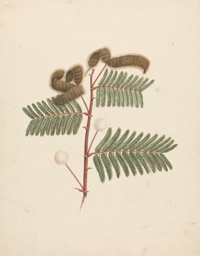 Mimosa pigra (L.): bitmiş çizim by Luigi Balugani