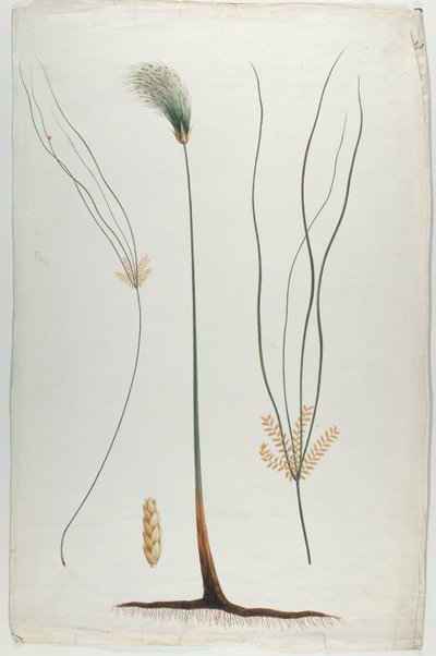 Papirüs (Bitki ve Kök Detayı), James Abyssinian Bruce