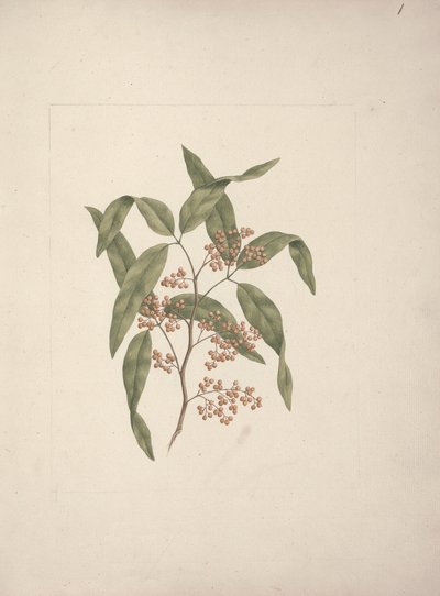 Rhus mu? retinore Oliver: çizimi bitirdi by Luigi Balugani