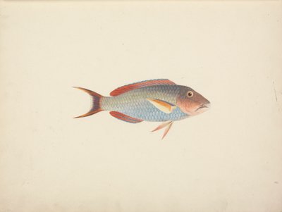 Tanımlanamayan Balık by Luigi Balugani