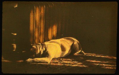 Uyuyan köpeğin güneş ışığı altında Otokrom Lumière ile çekilmiş renkli fotoğrafı ve 35mm... by Luis Marden