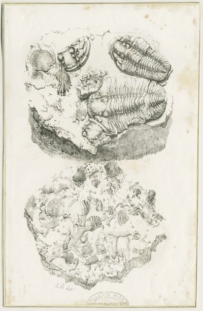 Dudley - Fosiller: litografi, nd [c 1825] (baskı) by Luke Booker