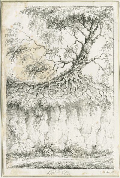 Dudley - Ağaç: litografi, nd [c 1825] (baskı) by Luke Booker
