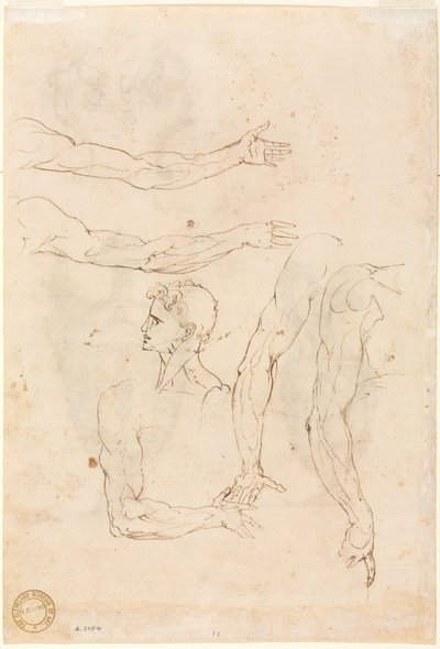 Beş Kol ve Bir Başın Eskizleri, 1500