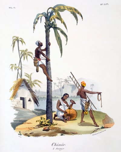 Palmiye ağacına tırmanan Nadar kastından bir adam, 1827-35 by M.E. Burnouf