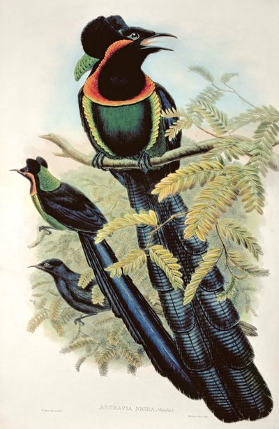 Arfak Astrapia, Astrapia Nigra - Cennet Kuşu by M. Hart